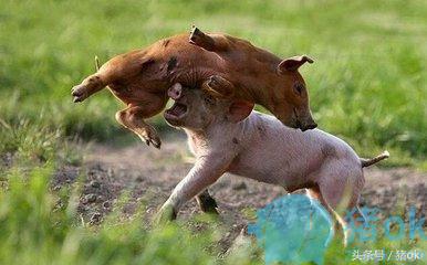 猪合群并圈打架怎么办,育肥猪群打架什么原因