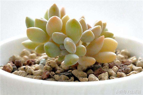 景天科1000种多肉植物图鉴,常见的景天科多肉植物的名称