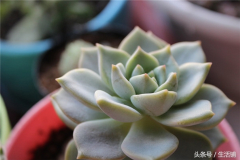 景天科1000种多肉植物图鉴,常见的景天科多肉植物的名称