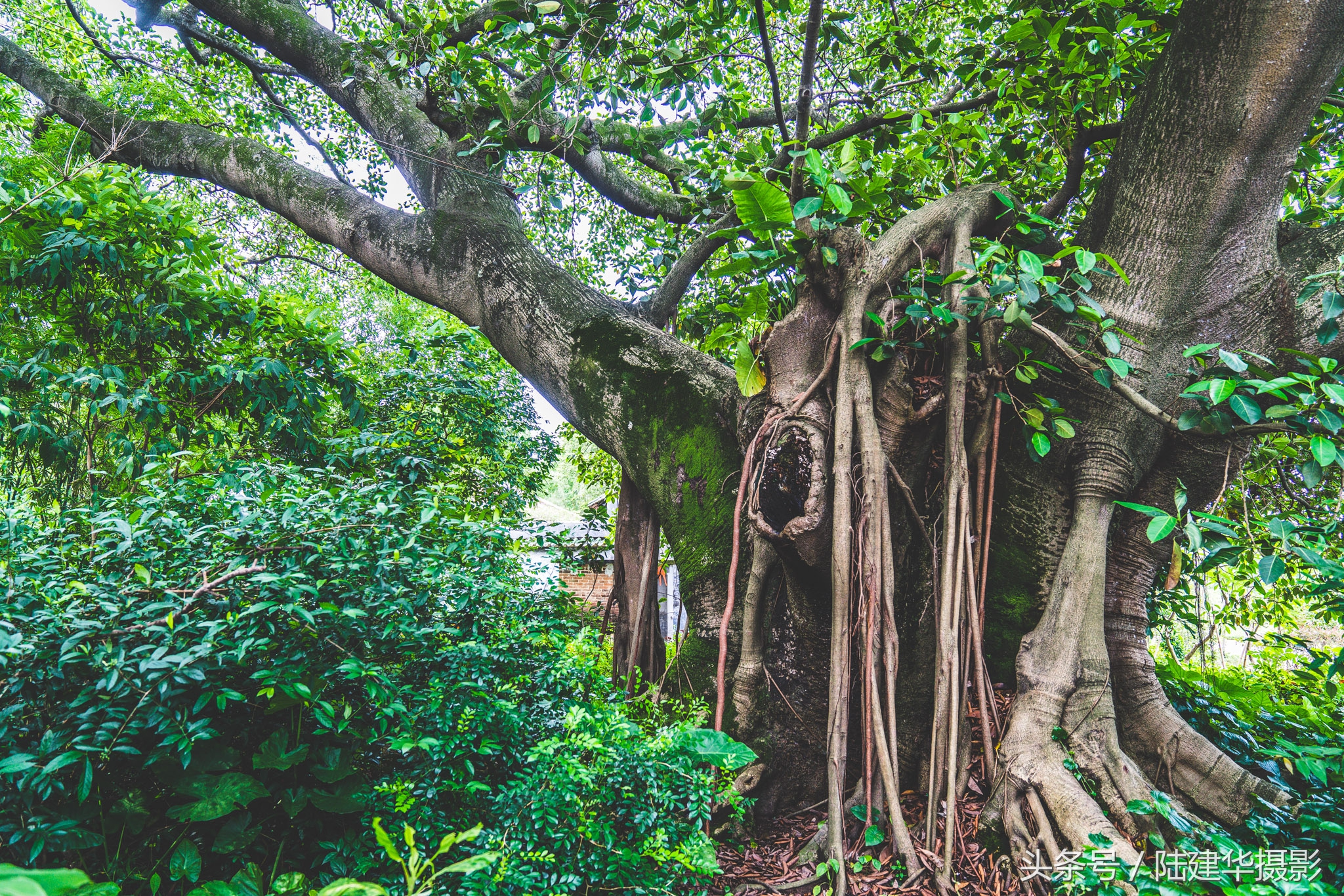 东莞世界工厂,东莞的十大古村落