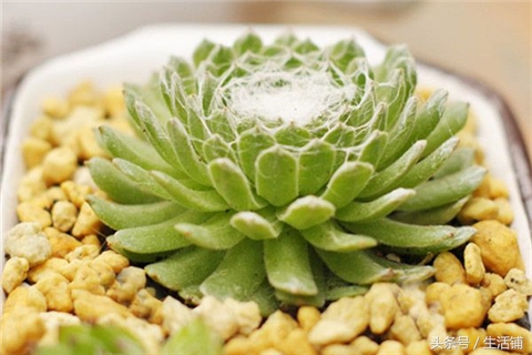 景天科1000种多肉植物图鉴,常见的景天科多肉植物的名称