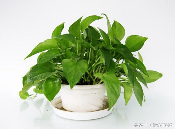 绿萝肥料多了导致叶子发黄怎么办,绿萝叶子发黄的原因以及解决方法