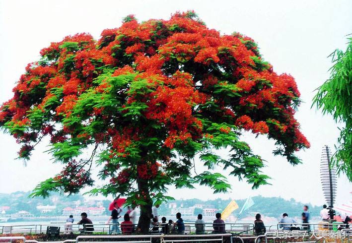 全国各地市花大全,各地市花是什么花