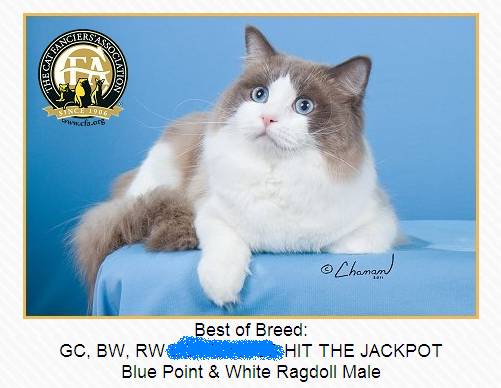 吸猫大赛第一名,吸猫大赛白喵