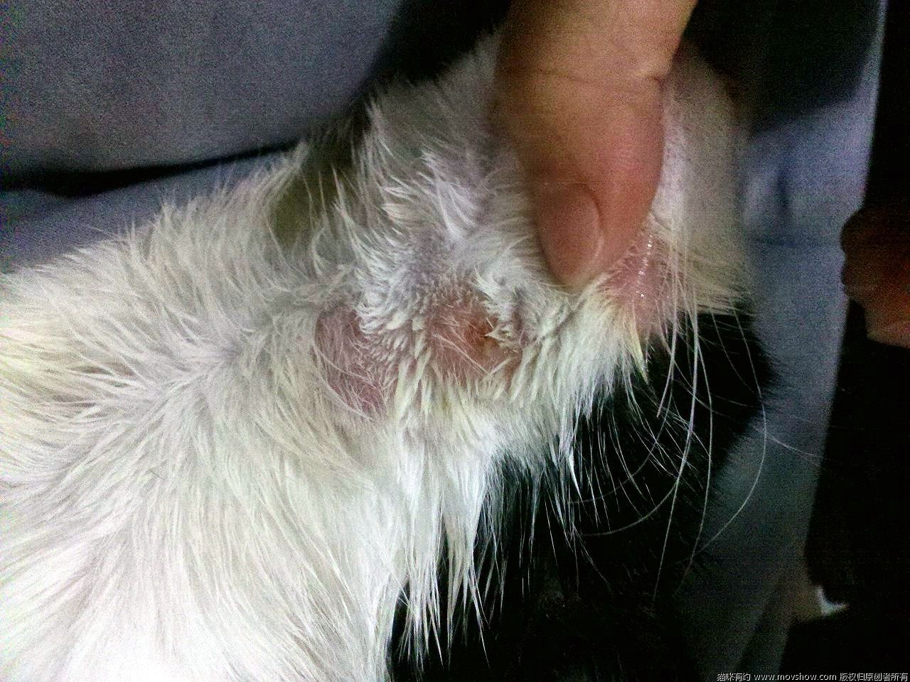 猫癣在治疗的过程中传染吗,猫癣能传染成年健康猫吗