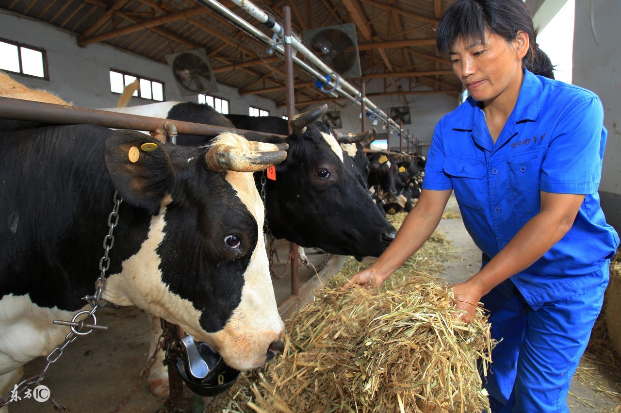 喂发酵饲料的危害,正宗发酵饲料配方