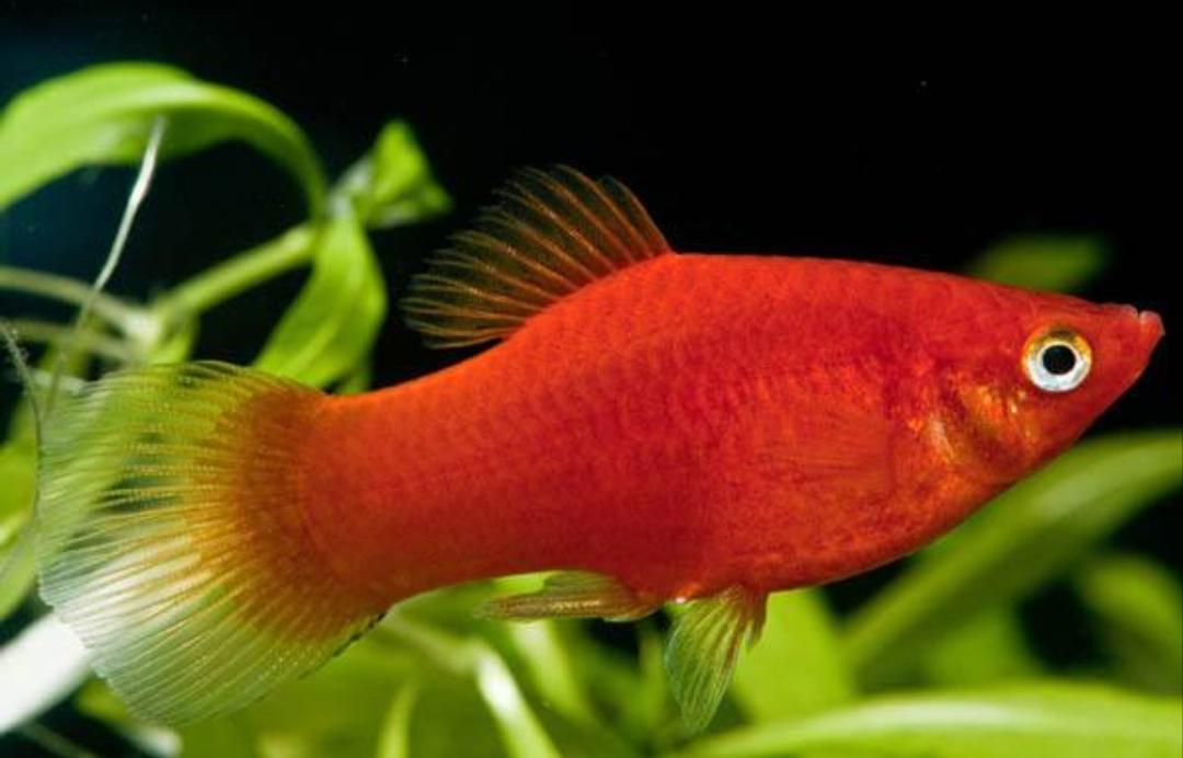 观赏鱼月光鱼图片,热带彩虹小型鱼观赏鱼