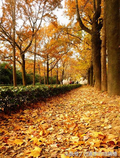 秋风落叶七绝诗词,秋风扫落叶诗句图片