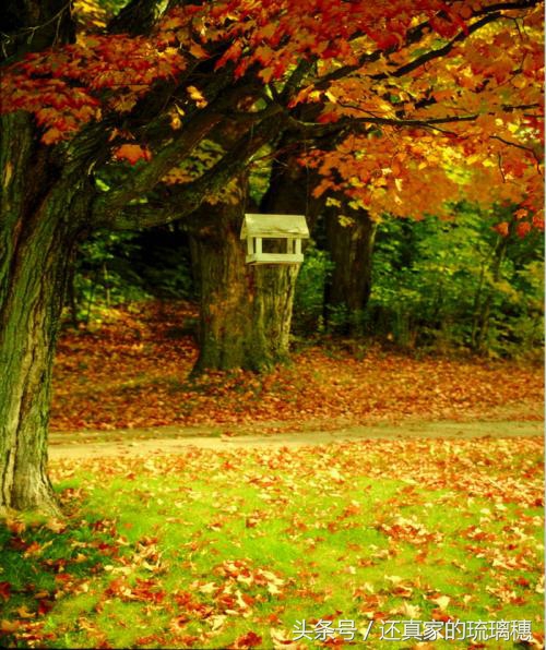 秋风落叶七绝诗词,秋风扫落叶诗句图片