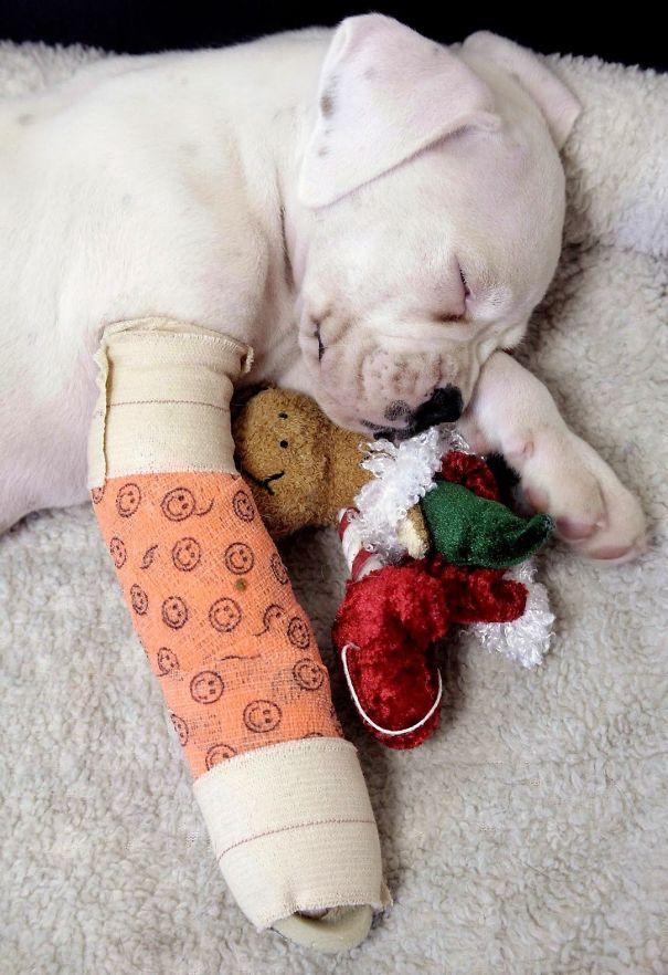 打着石膏的狗,打着石膏的猫