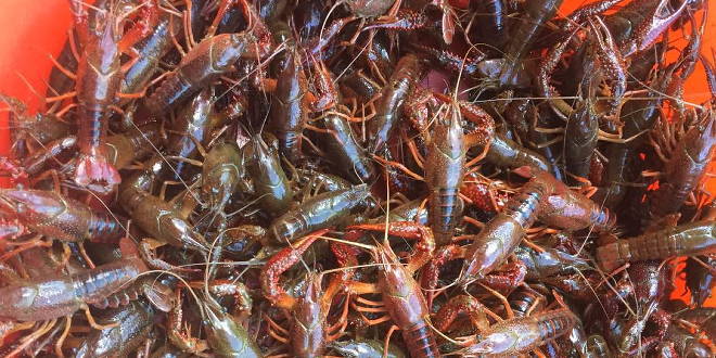 龙虾蜕壳需要什么环境,龙虾蜕壳要注意哪些