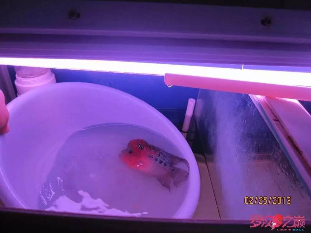 慢性肠炎的症状表现及治疗方法,慢性肠炎用中医还是西医治疗好