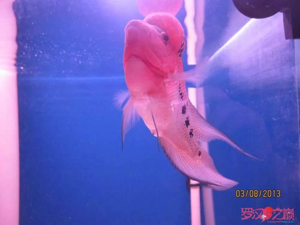 慢性肠炎怎么治疗好能彻底去根,猫胃肠炎的症状判断及治疗方法