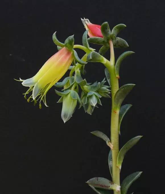 罗西玛种类,罗西玛多肉杂交品种