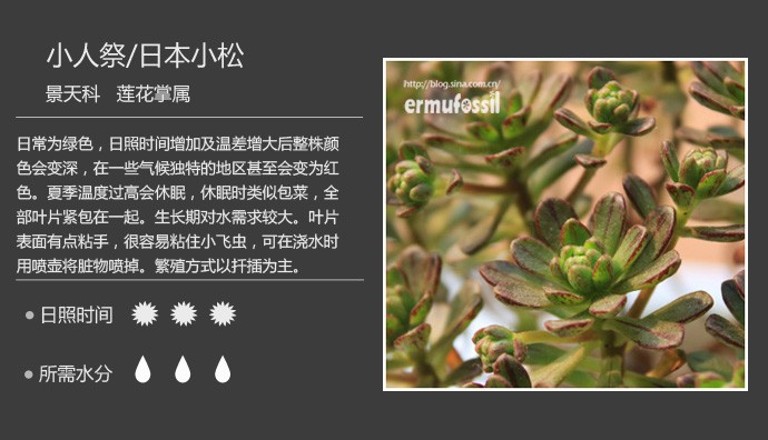 史上最全的多肉植物名字对照图，终于找齐了！