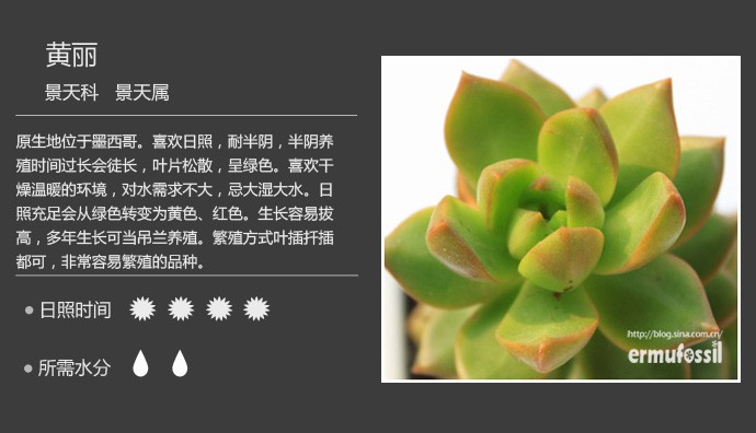 史上最全的多肉植物名字对照图，终于找齐了！