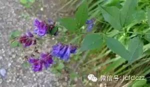 春季野菜采摘图解高清图片,春季野菜多种做法