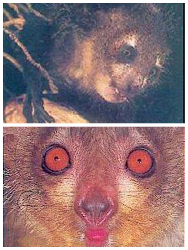 世界上最小的猴子视频,世界上最小的猴子图片