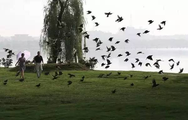 绿地面积和绿化覆盖面积,绿地面积和绿化覆盖面积哪个更大