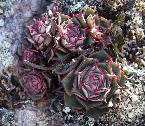 罗西玛种类,罗西玛多肉杂交品种