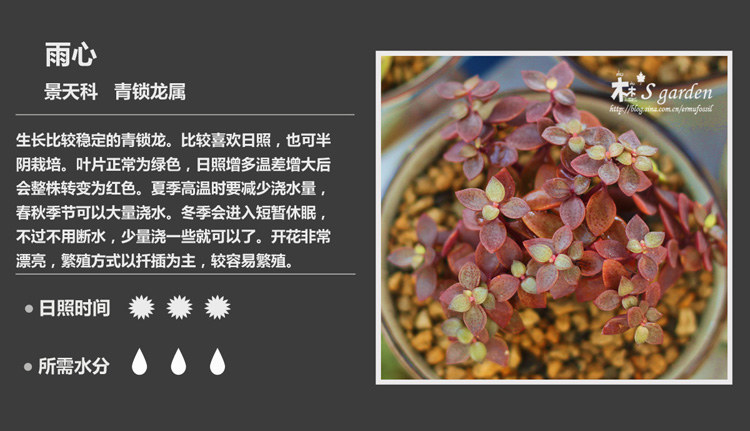 史上最全的多肉植物名字对照图，终于找齐了！