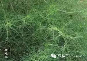 春季野菜采摘图解高清图片,春季野菜多种做法