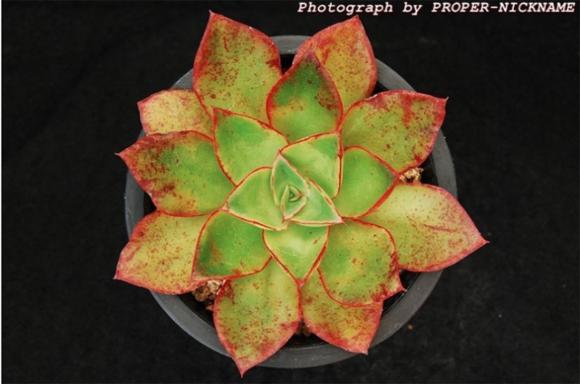 罗西玛种类,罗西玛多肉杂交品种