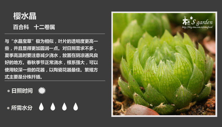 史上最全的多肉植物名字对照图，终于找齐了！