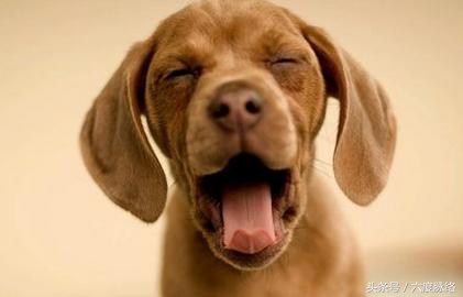 属狗的人204年的运势及运程,属狗的人2024运势及运程