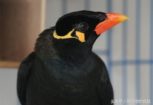 鹩哥鸟爱生病吗,鹩哥生病了怎么办