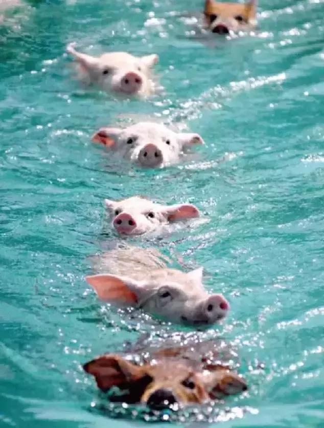 骨灰级海岛自由行签证,骨灰级干货史上最全海岛签证汇总