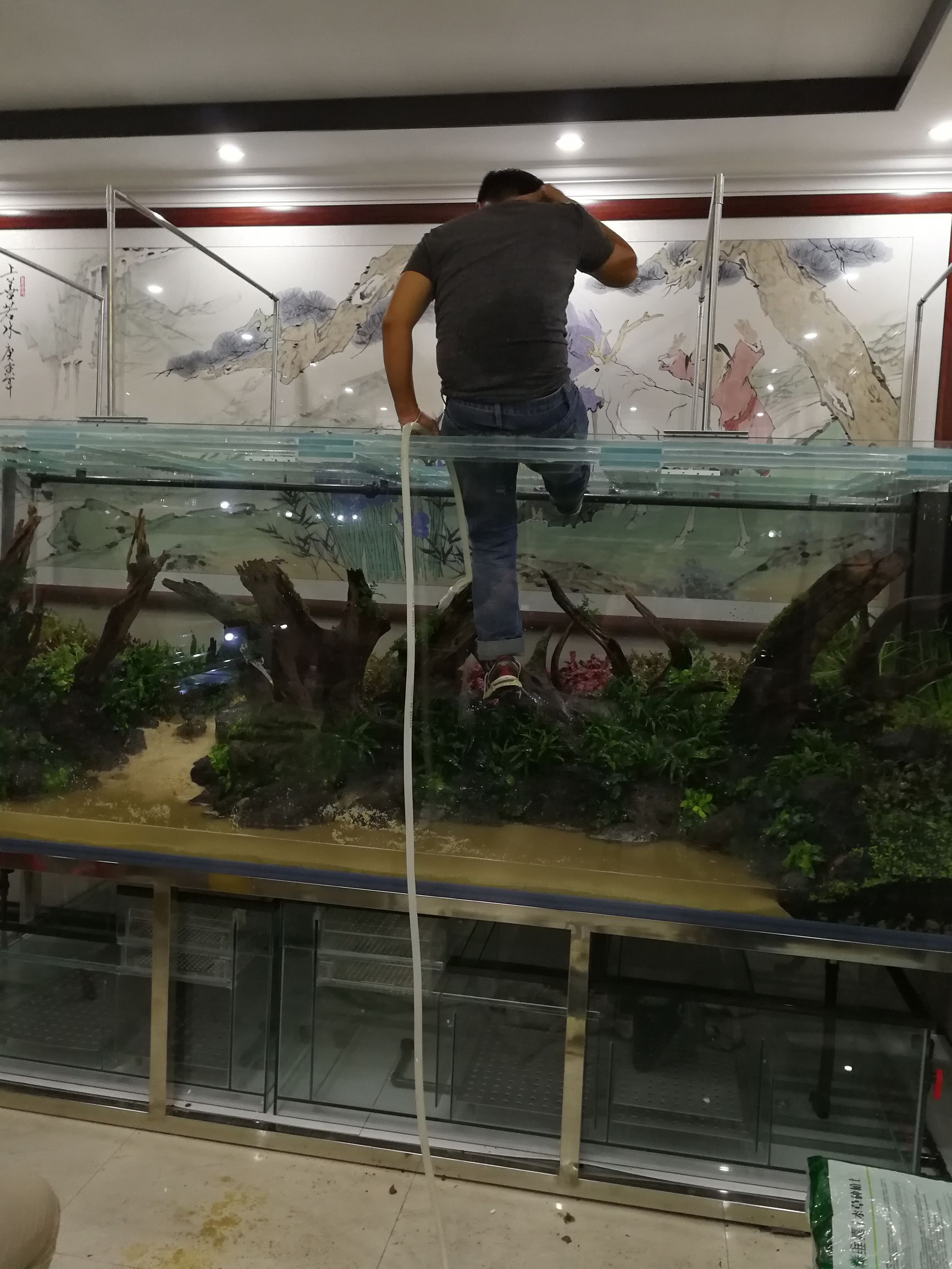 水草缸可以养龙鱼吗,震撼草缸