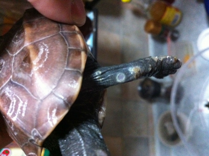 小病怎么治疗才有效,小病治疗常识大全