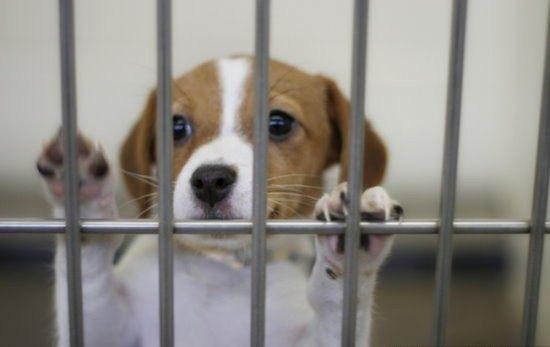 为什么要用领养代替购买、一定要了解的几大理由!