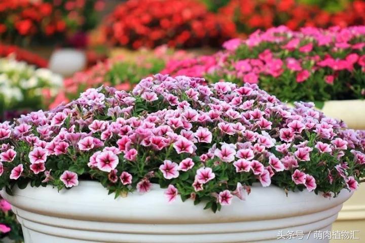 10月适合养的草花 (适合北方的春季草花)