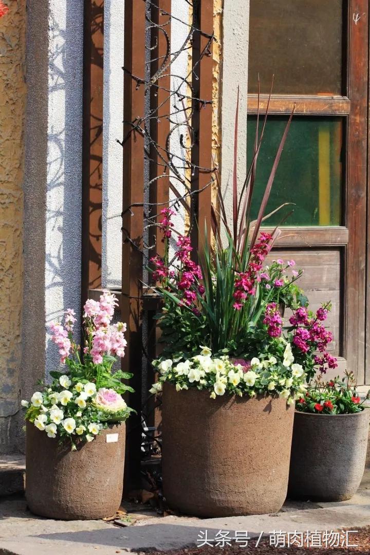 10月适合养的草花 (适合北方的春季草花)