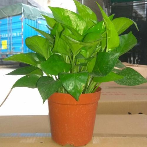 绿萝养殖需要磷酸二氢钾吗,室内养殖绿萝的好处和坏处