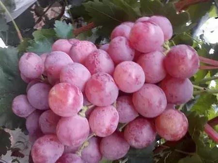 大农业今天行情,大农圈新闻