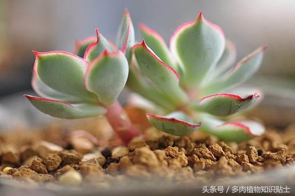 市场常见的多肉,多肉植物从哪儿买比较靠谱