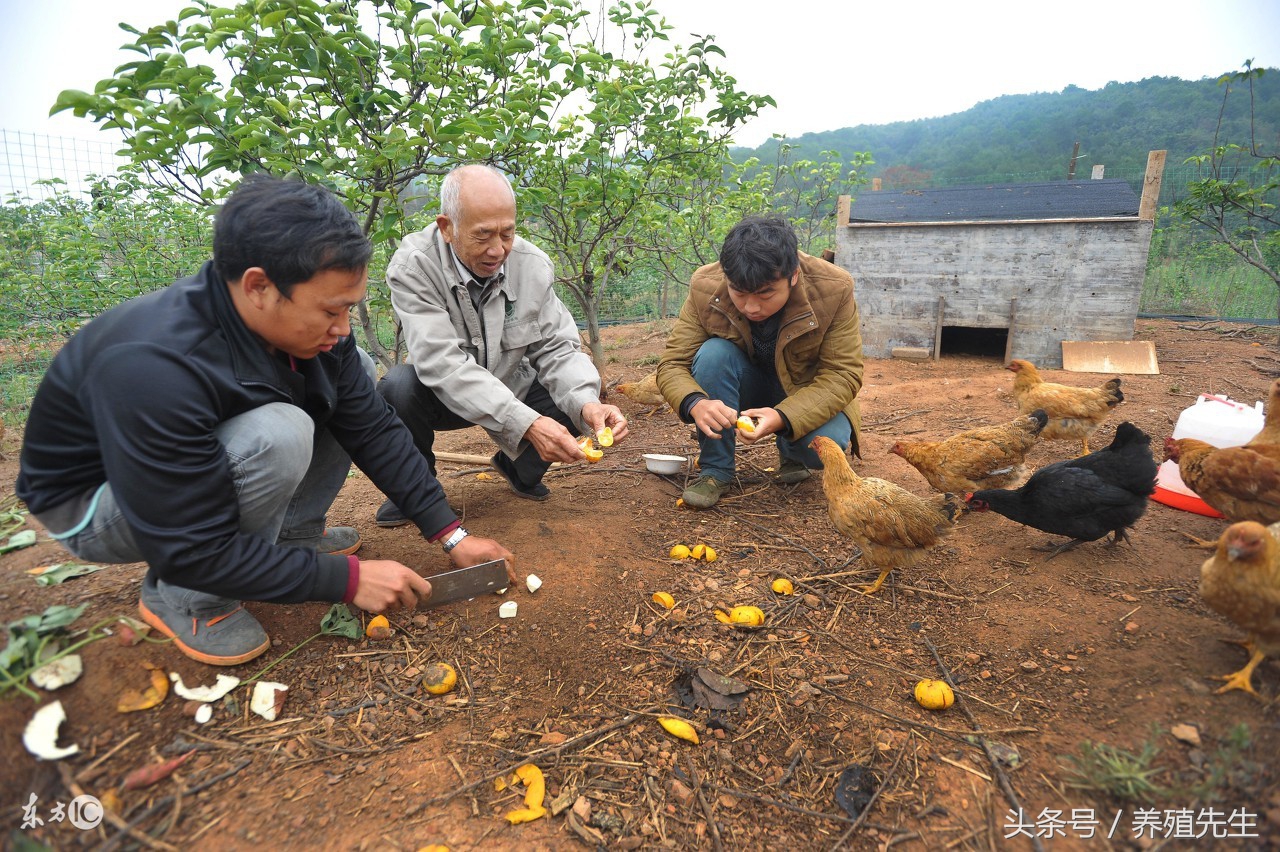 兔感冒打什么针,兔感冒吃什么药