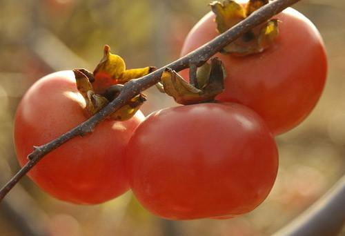 时令水果推荐,最近有什么时令水果比较好吃
