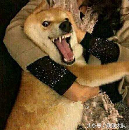 冷知识集合,狗爪爪的冷知识