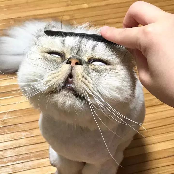 人类吸猫小史,人类吸猫的时候猫是怎么想的