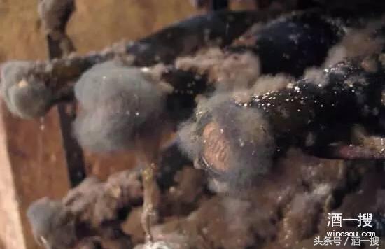 葡萄酒在酒窖储存有哪些原则,酒窖储存条件