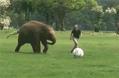 100张搞笑的动物图片,足球场上的动物搞笑gif