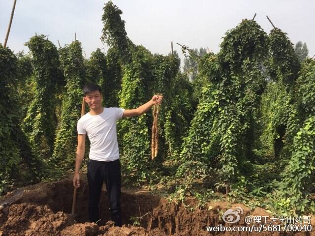 河南理工大学山药哥,程建伟铁棍山药