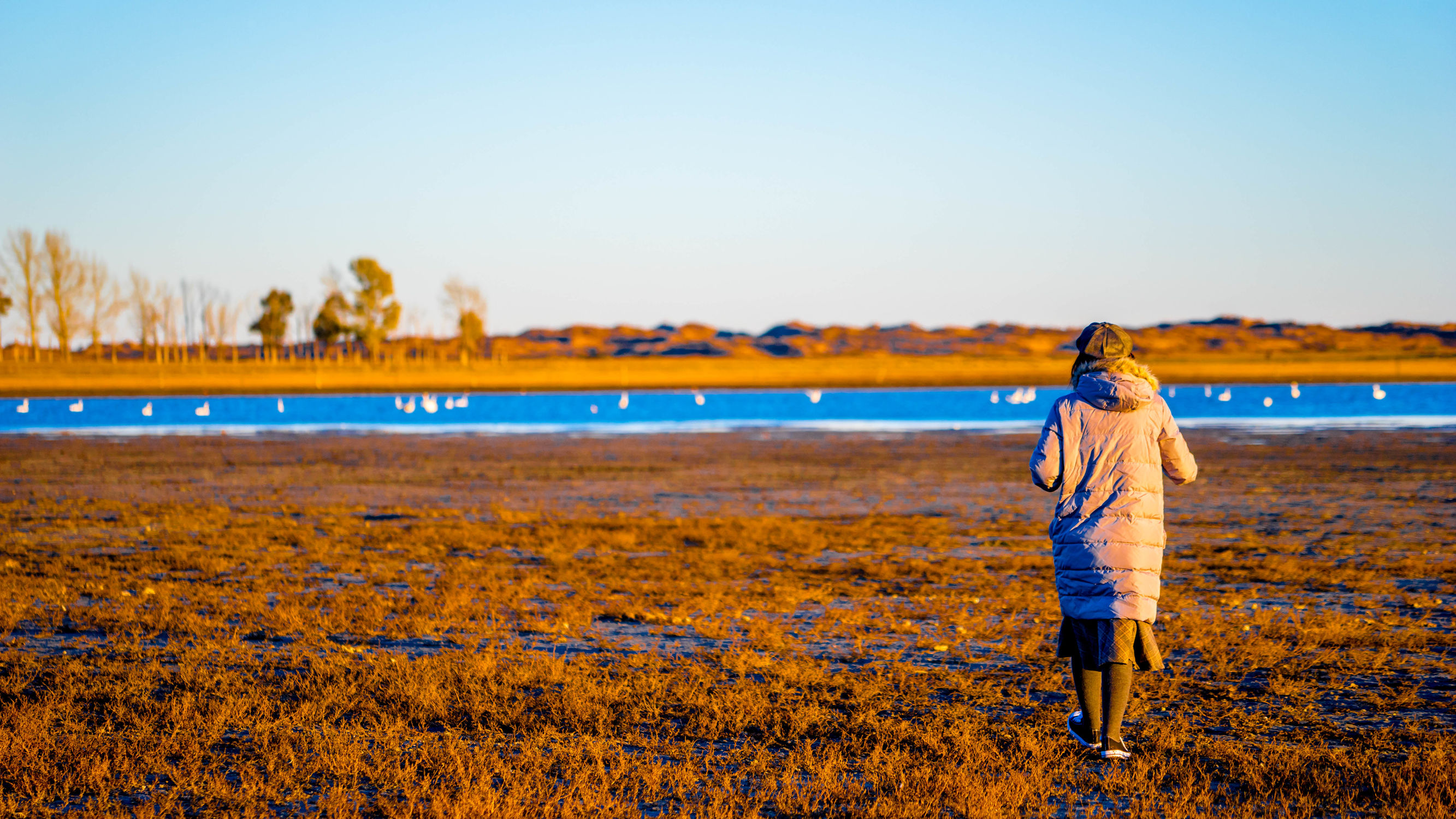 正蓝旗锡林郭勒大草原,正镶白旗天鹅湖