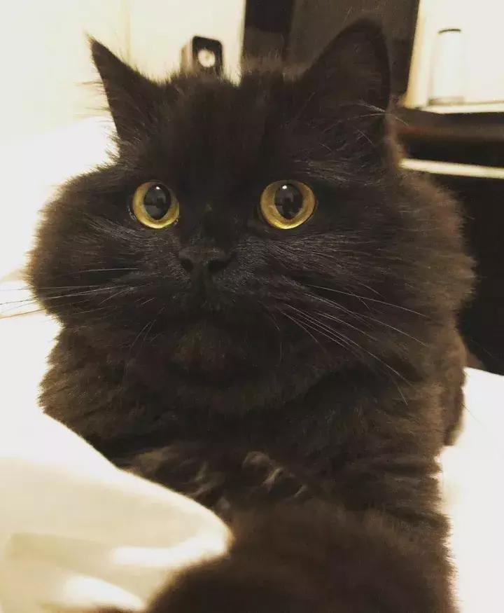 人类吸猫小史,人类吸猫的时候猫是怎么想的