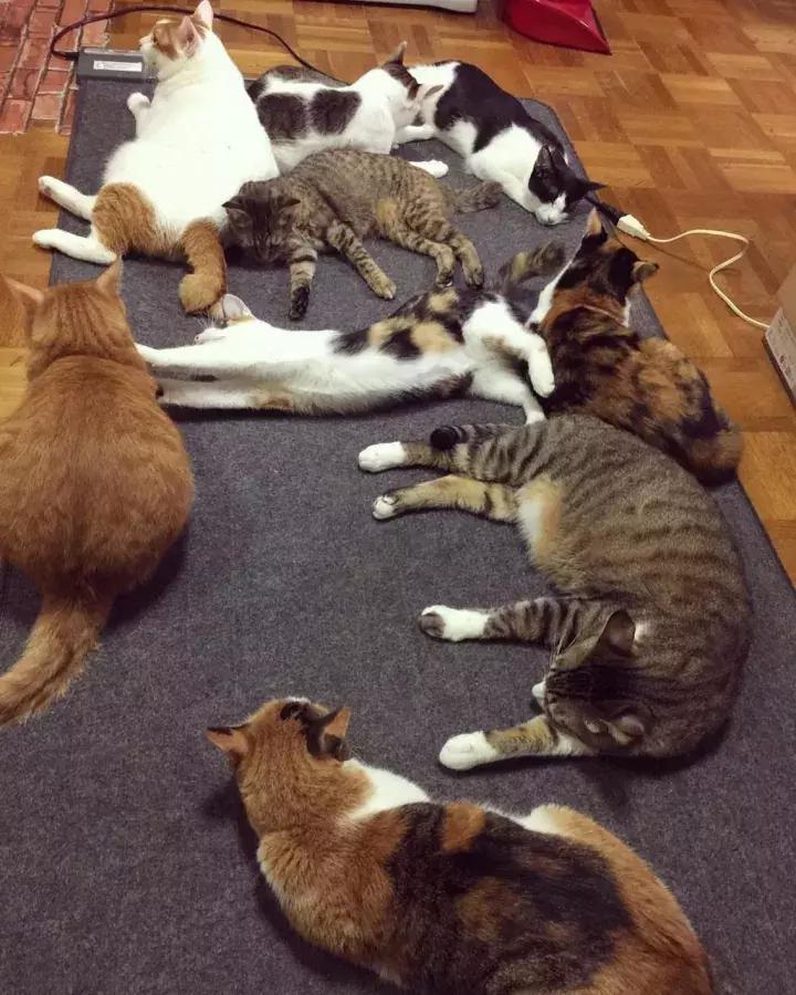 人类吸猫小史,人类吸猫的时候猫是怎么想的