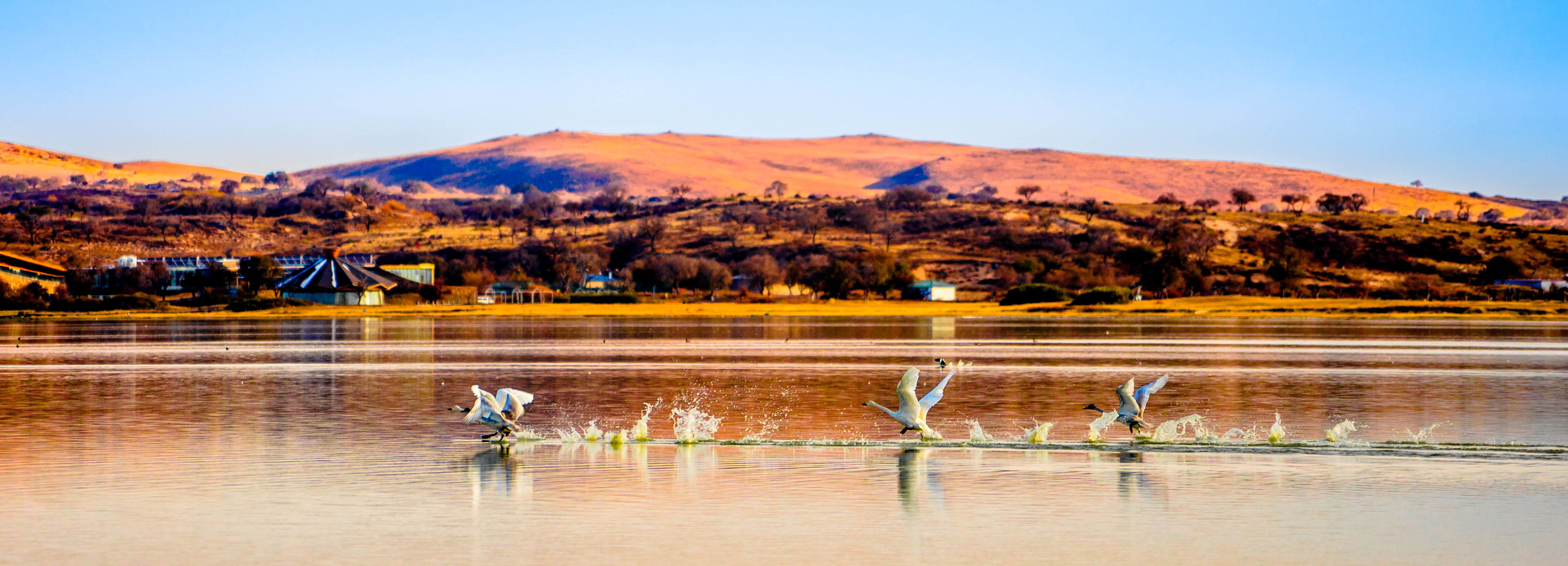 正蓝旗锡林郭勒大草原,正镶白旗天鹅湖